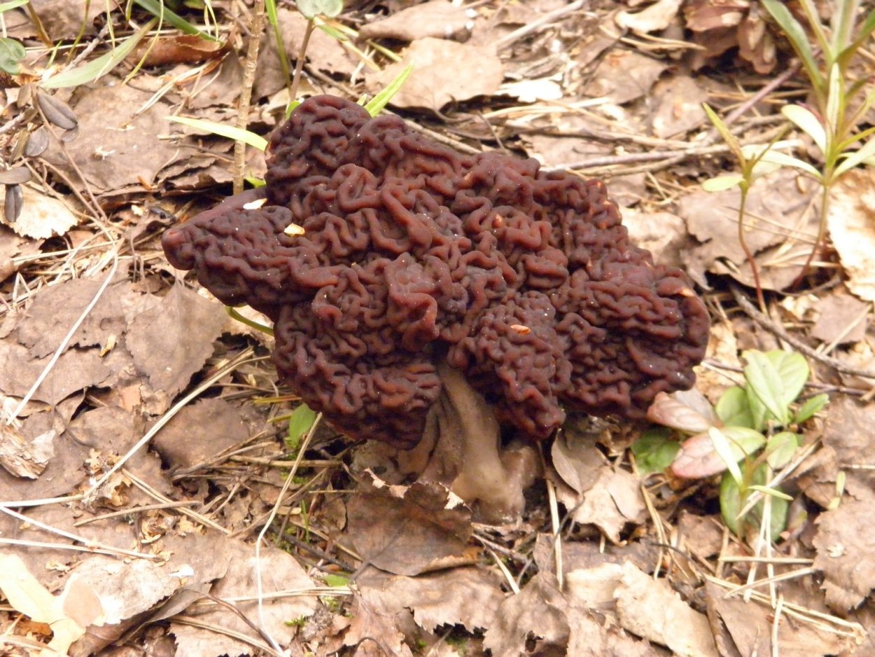 Гриб строчок обыкновенный съедобный