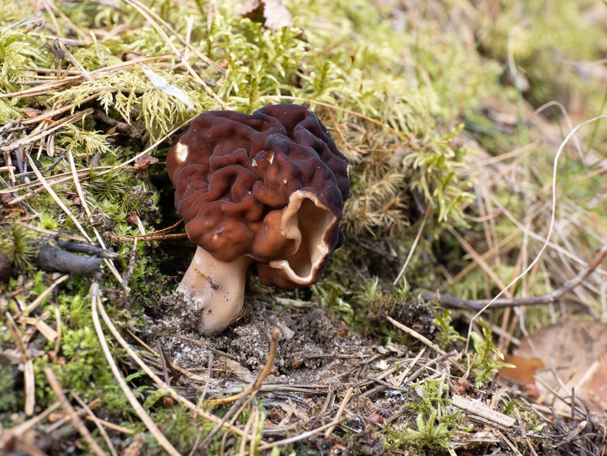 Гравити Фолз дневник 3 гриб мозговик