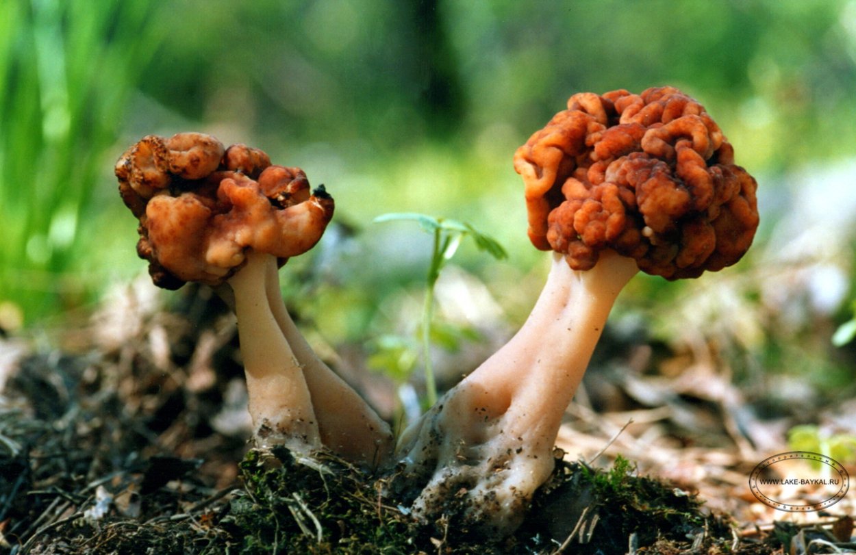 Гриб мозговик
