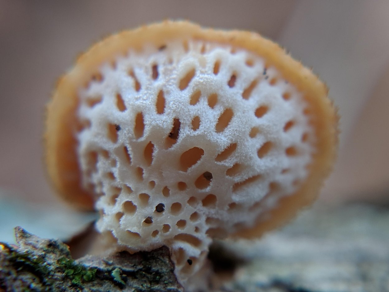 Гриб строчок обыкновенный