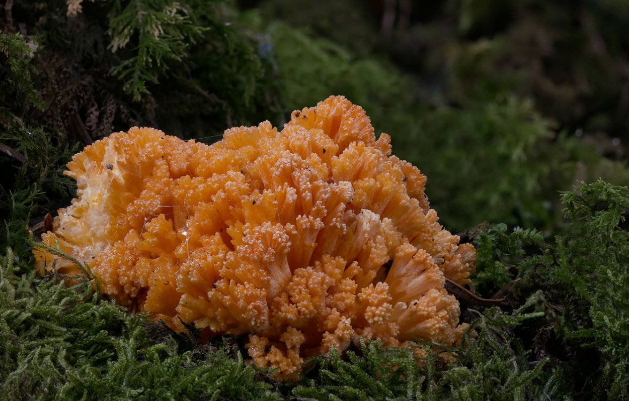 Коралловые полипы мозговик