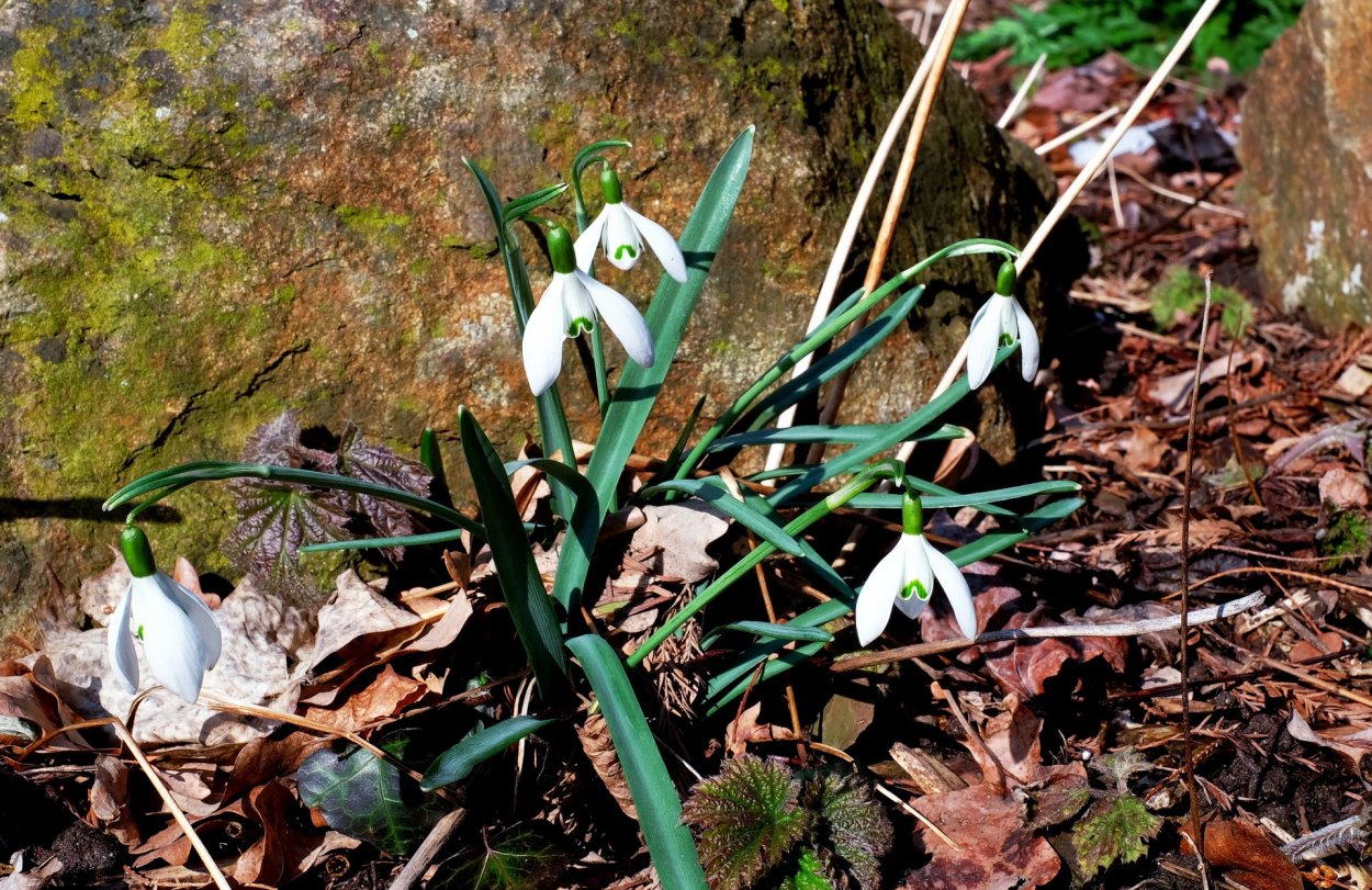 Флора Snowdrops Британии