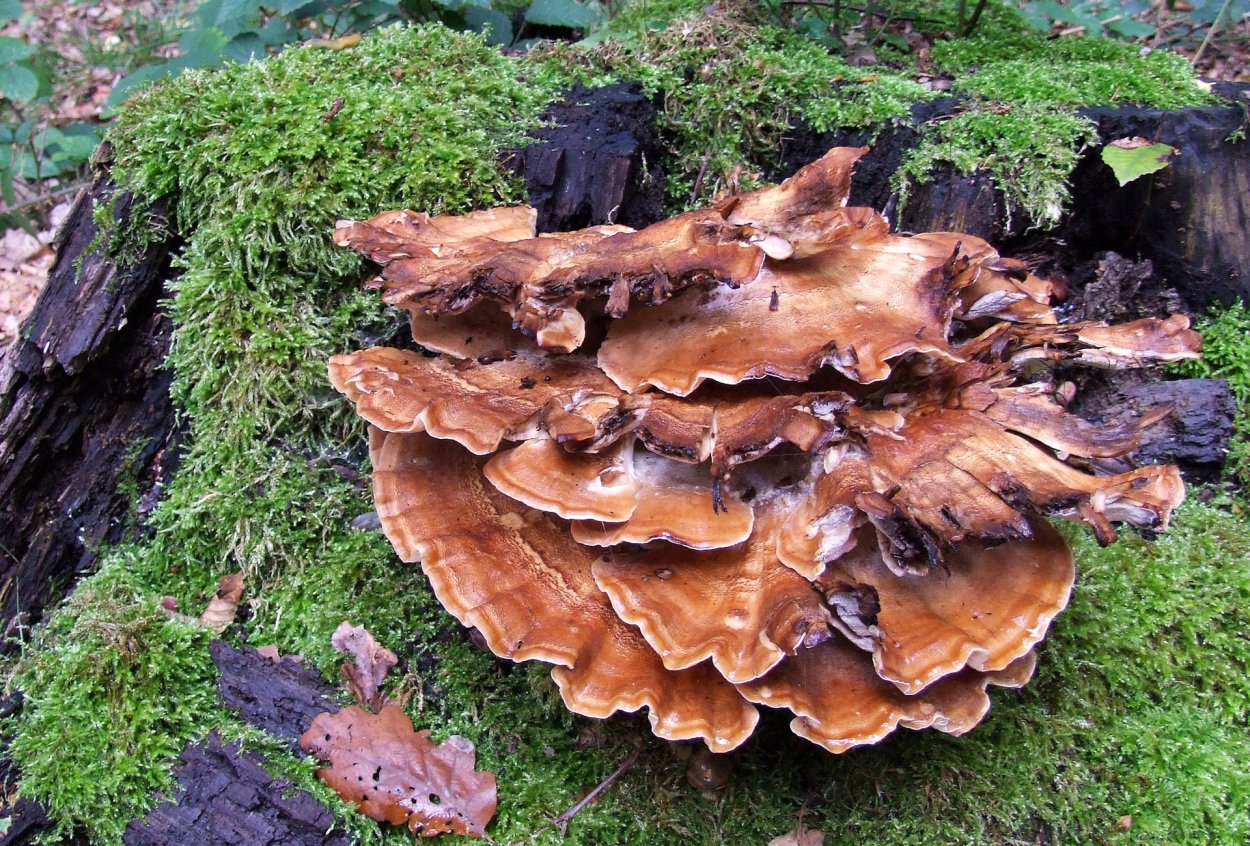 Гриб Meripilus giganteus