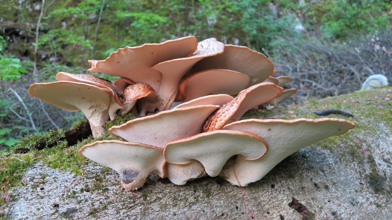 Pleurotus eryngii