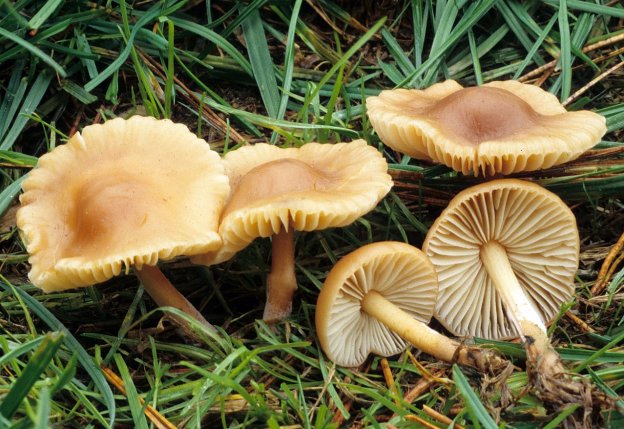 Гриб-зонтик белый Macrolepiota excoriata