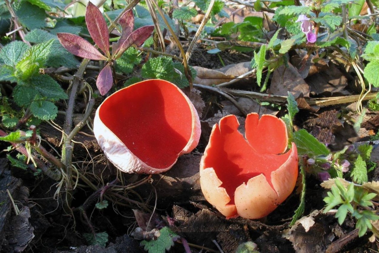 Саркосцифа Австрийская Sarcoscypha austriaca