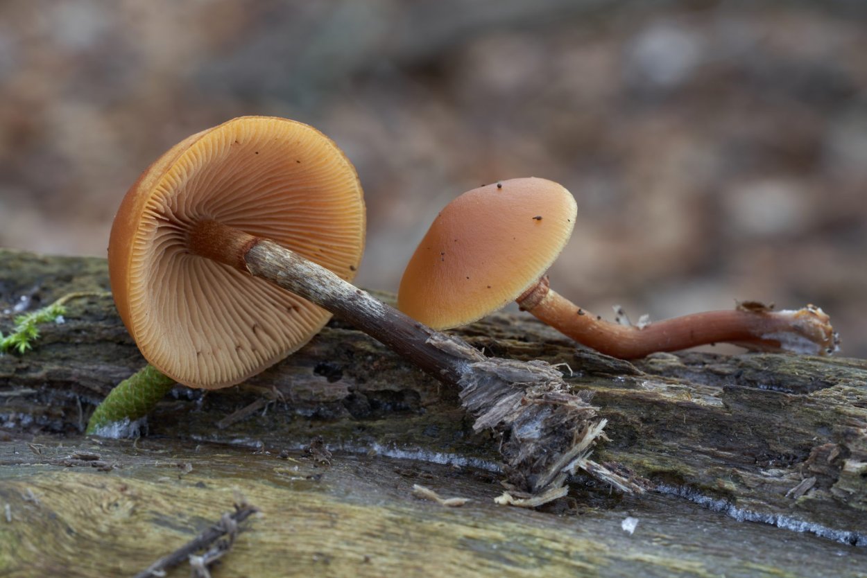 Летний опенок Kuehneromyces mutabilis