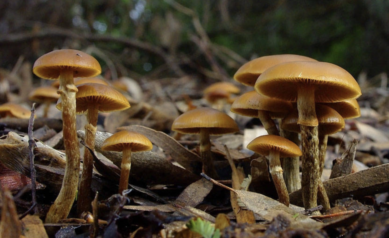 Galerina marginata (Хвойная сыроежка)
