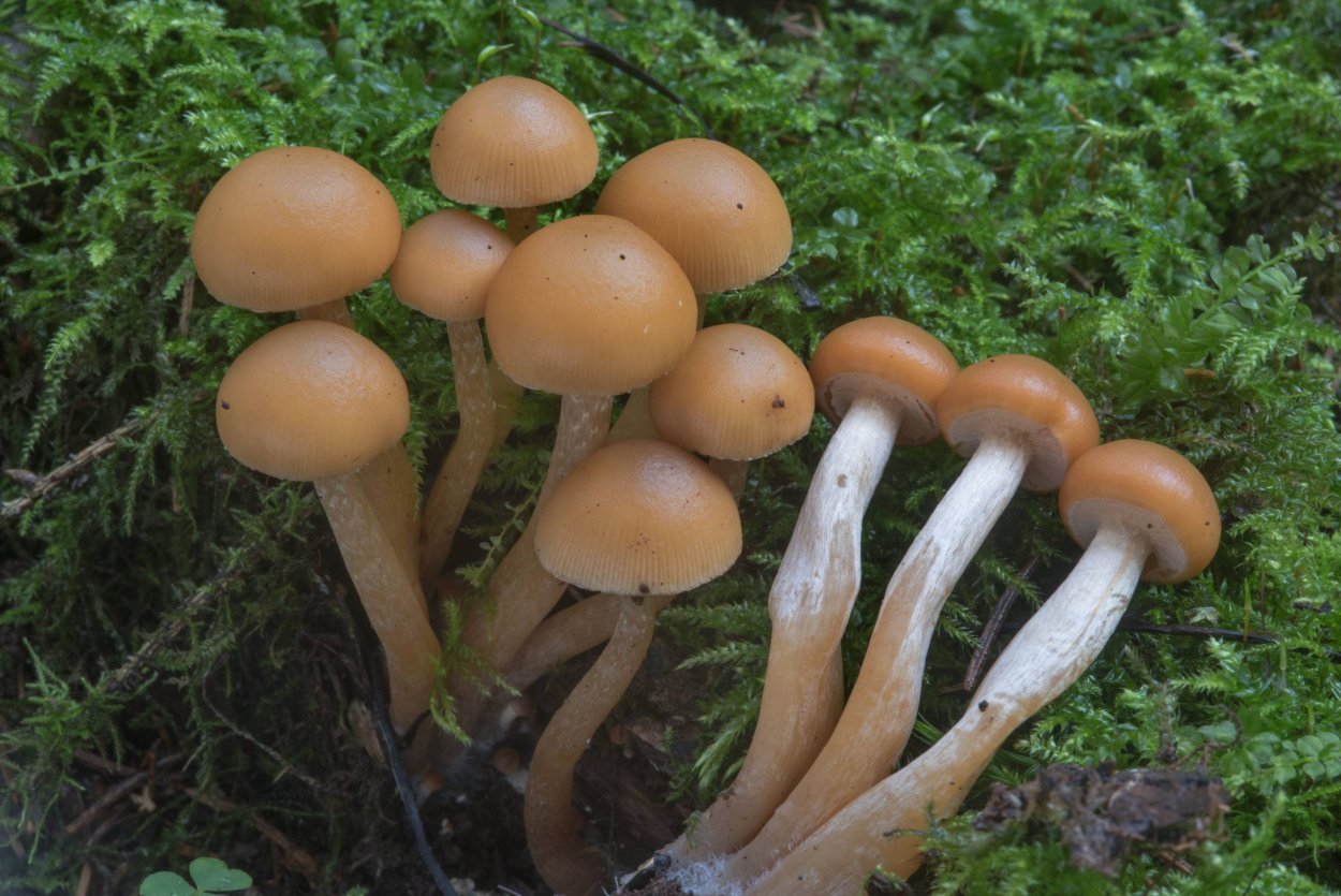 Galerina stylifera