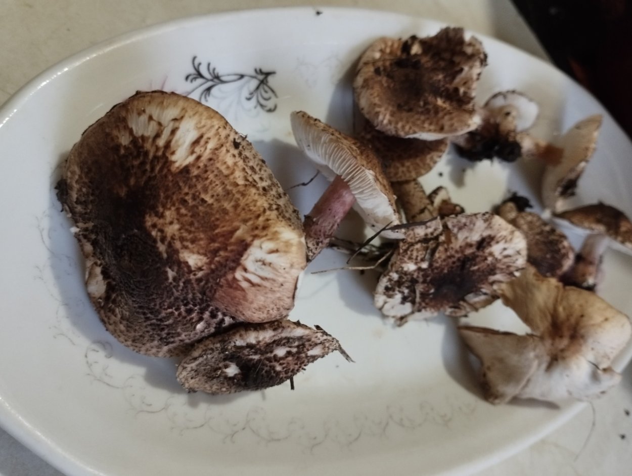Грибы Морозики в Балаково