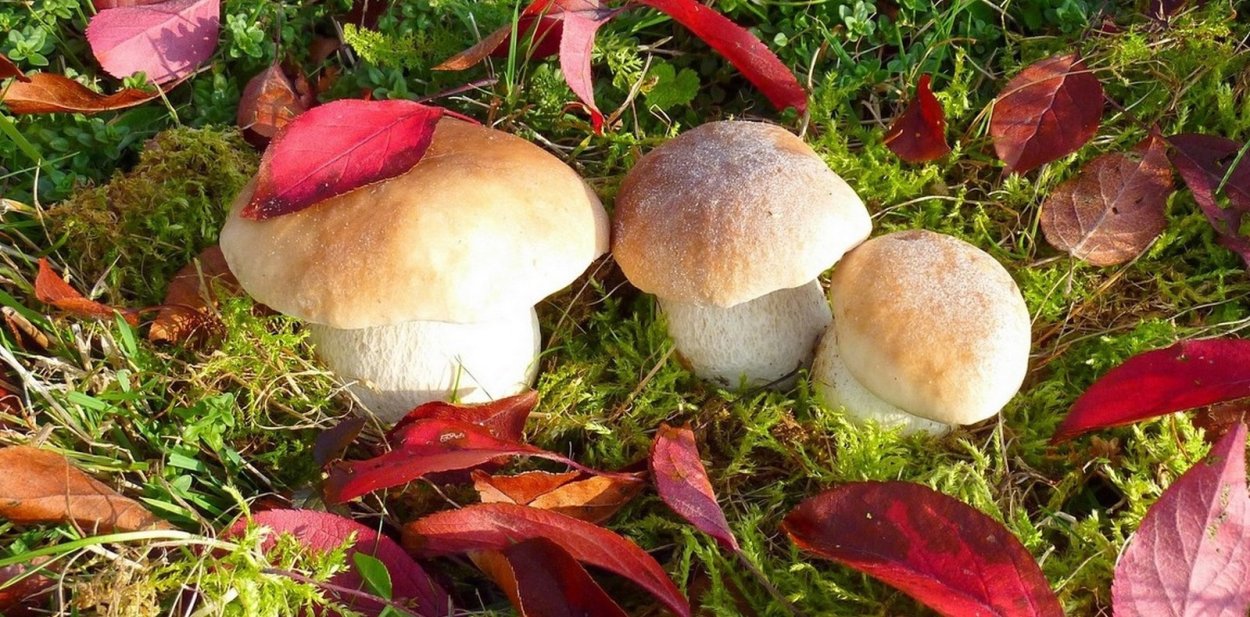 Porcini гриб