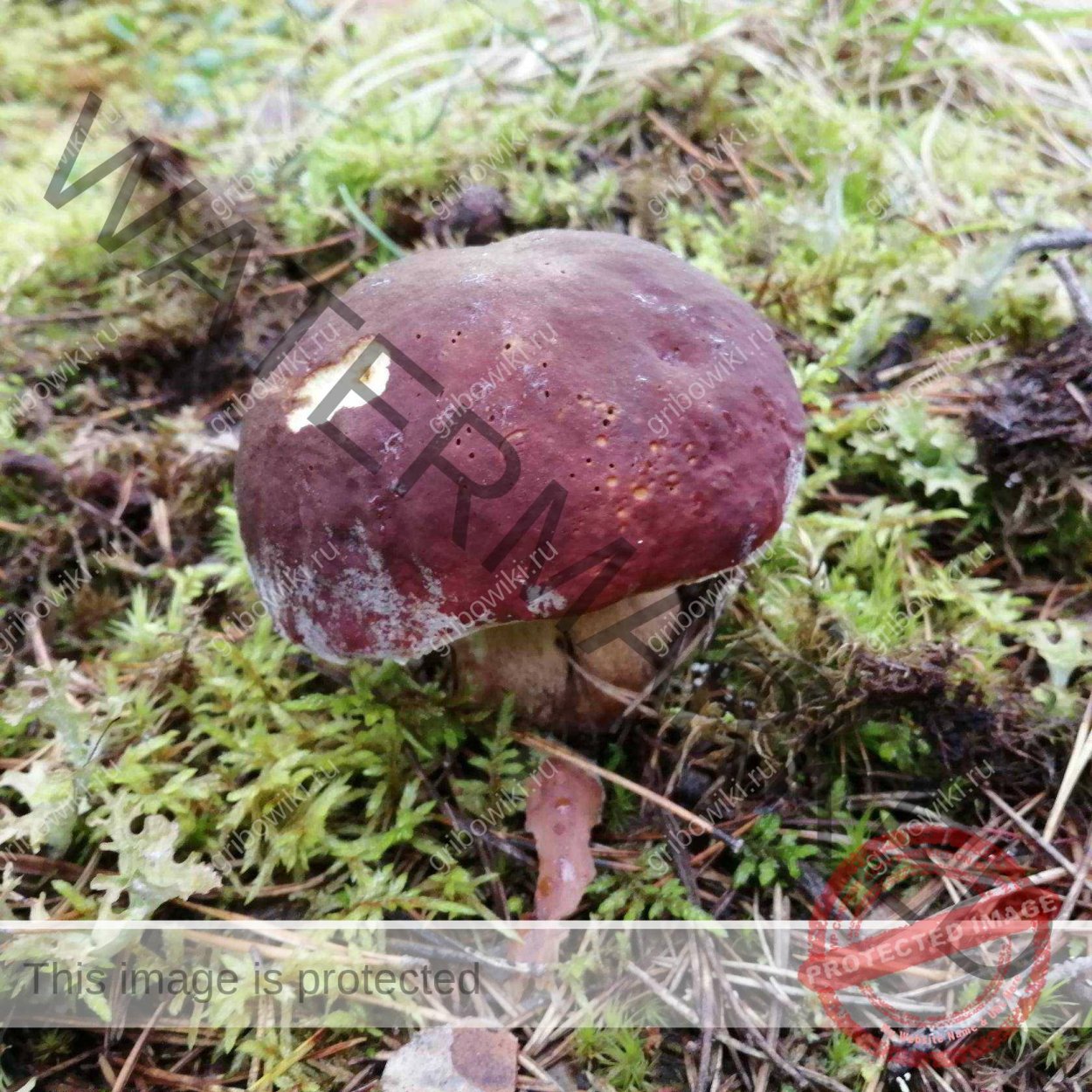 Съедобные грибы Морозики