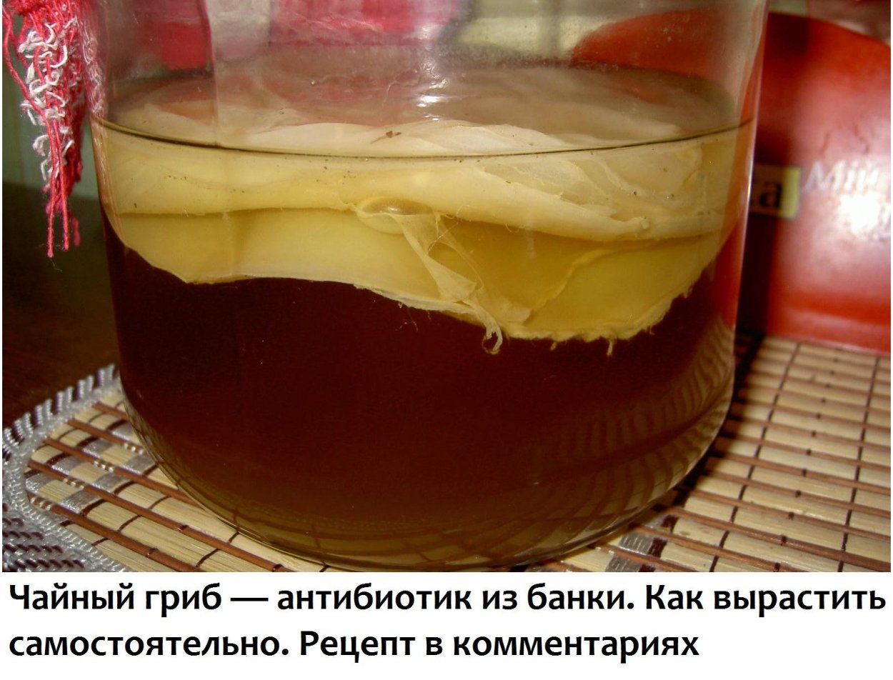 Огромный чайный гриб