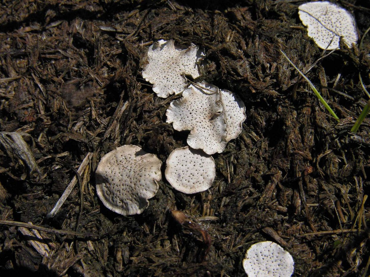 Poronia punctata