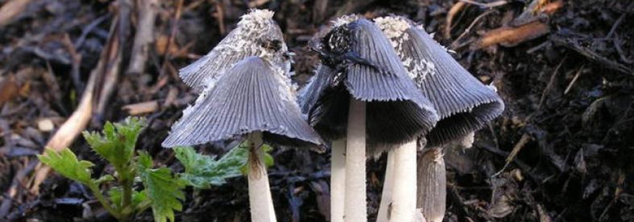 Panaeolus sphinctrinus панеолус