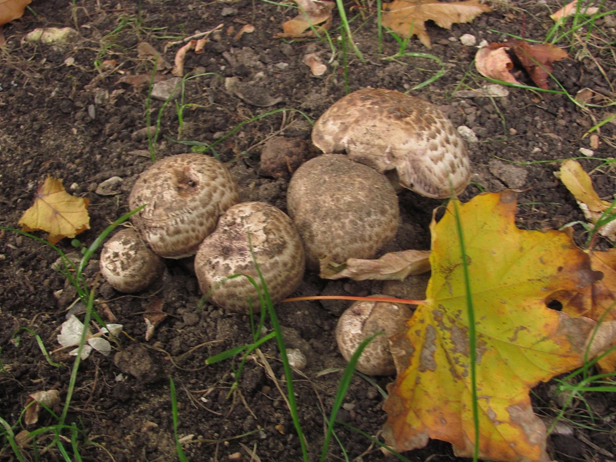 Coprinus atramentarius