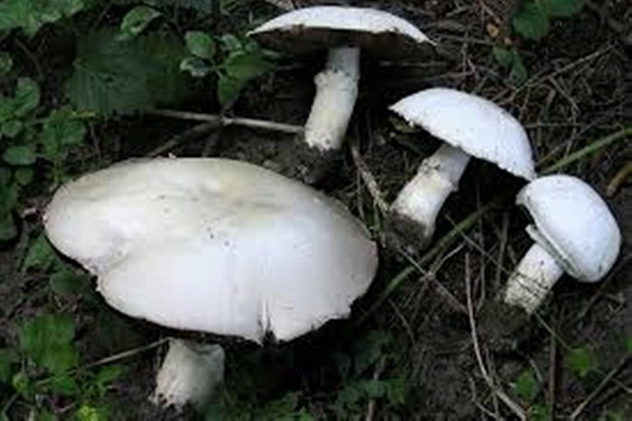 Грибной мицелий шампиньоны