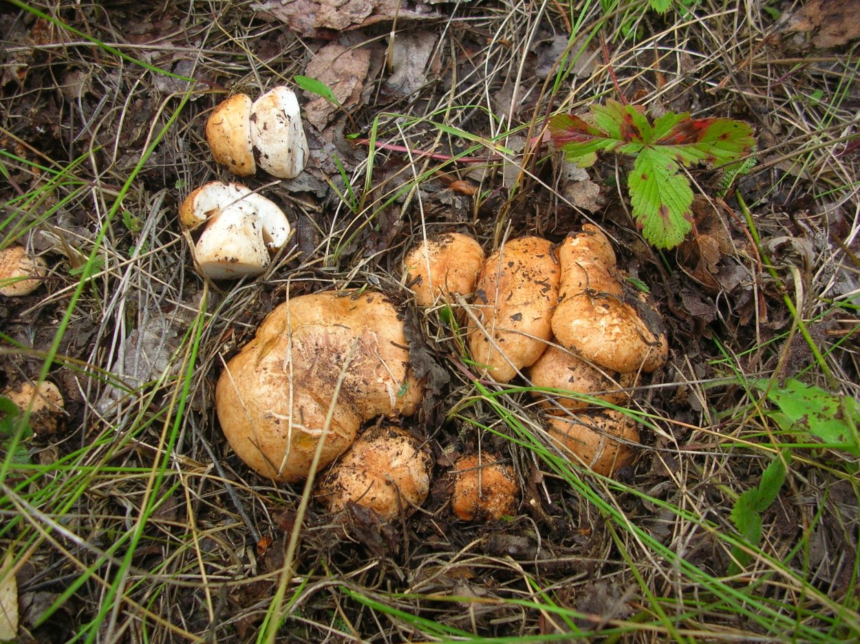 Tricholoma populinum гриб
