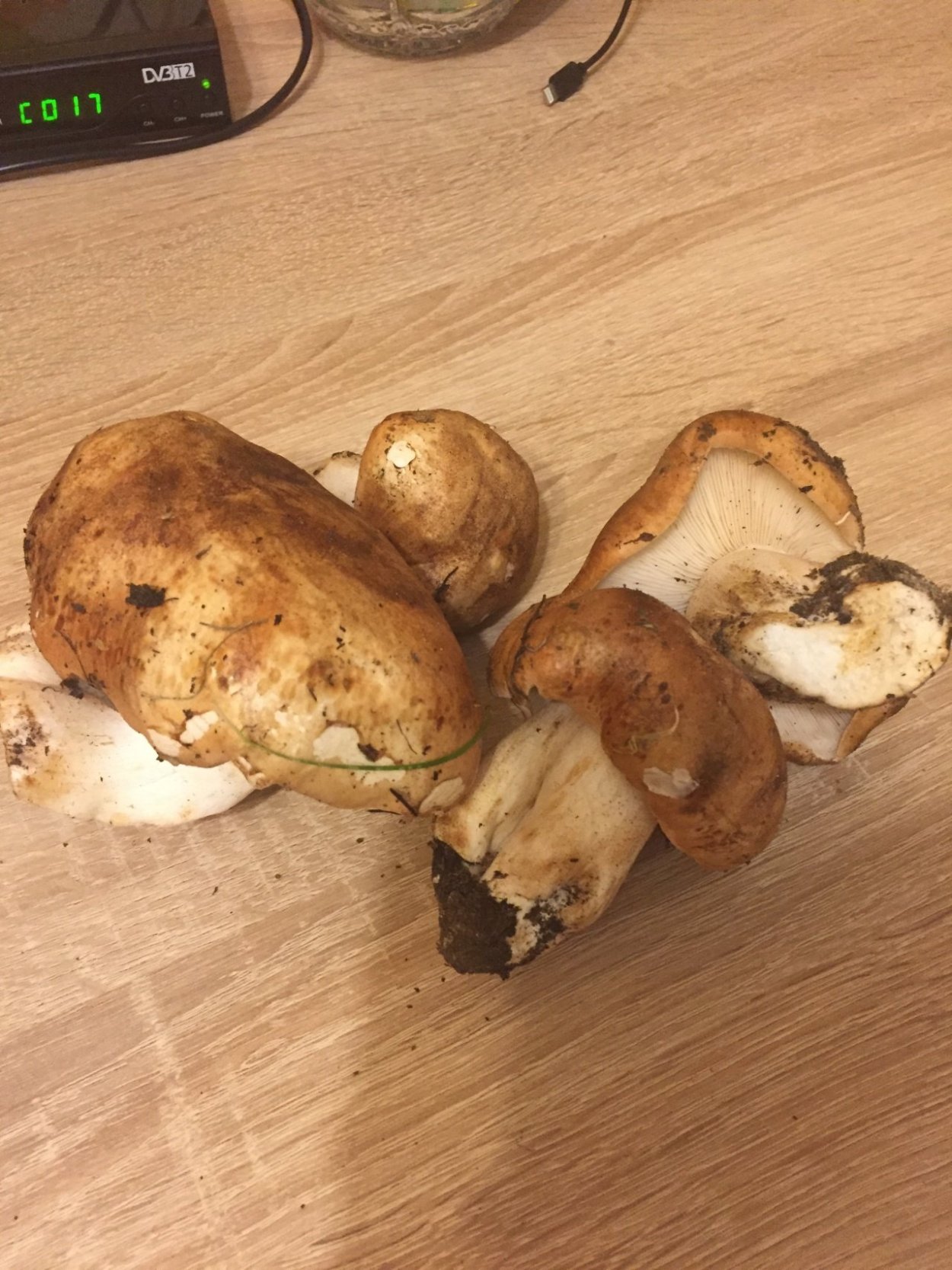 Вешенки рядовки