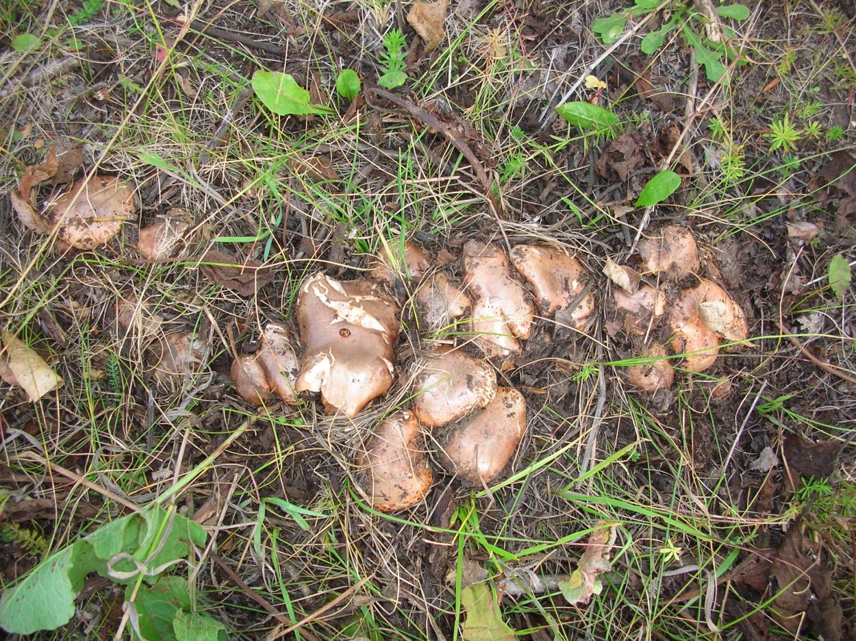 Рядовка погубленная Tricholoma pessundatum