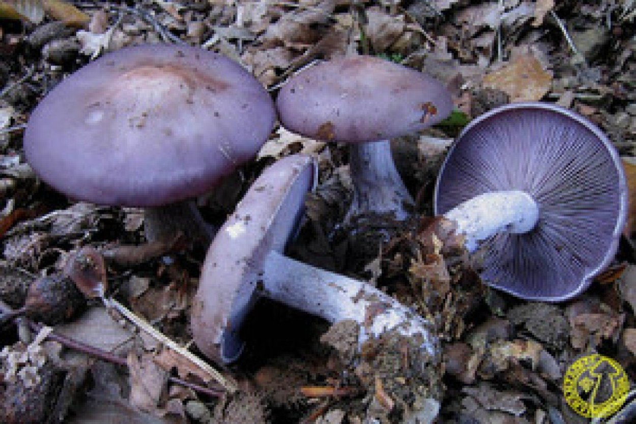 Tricholoma scalpturatum