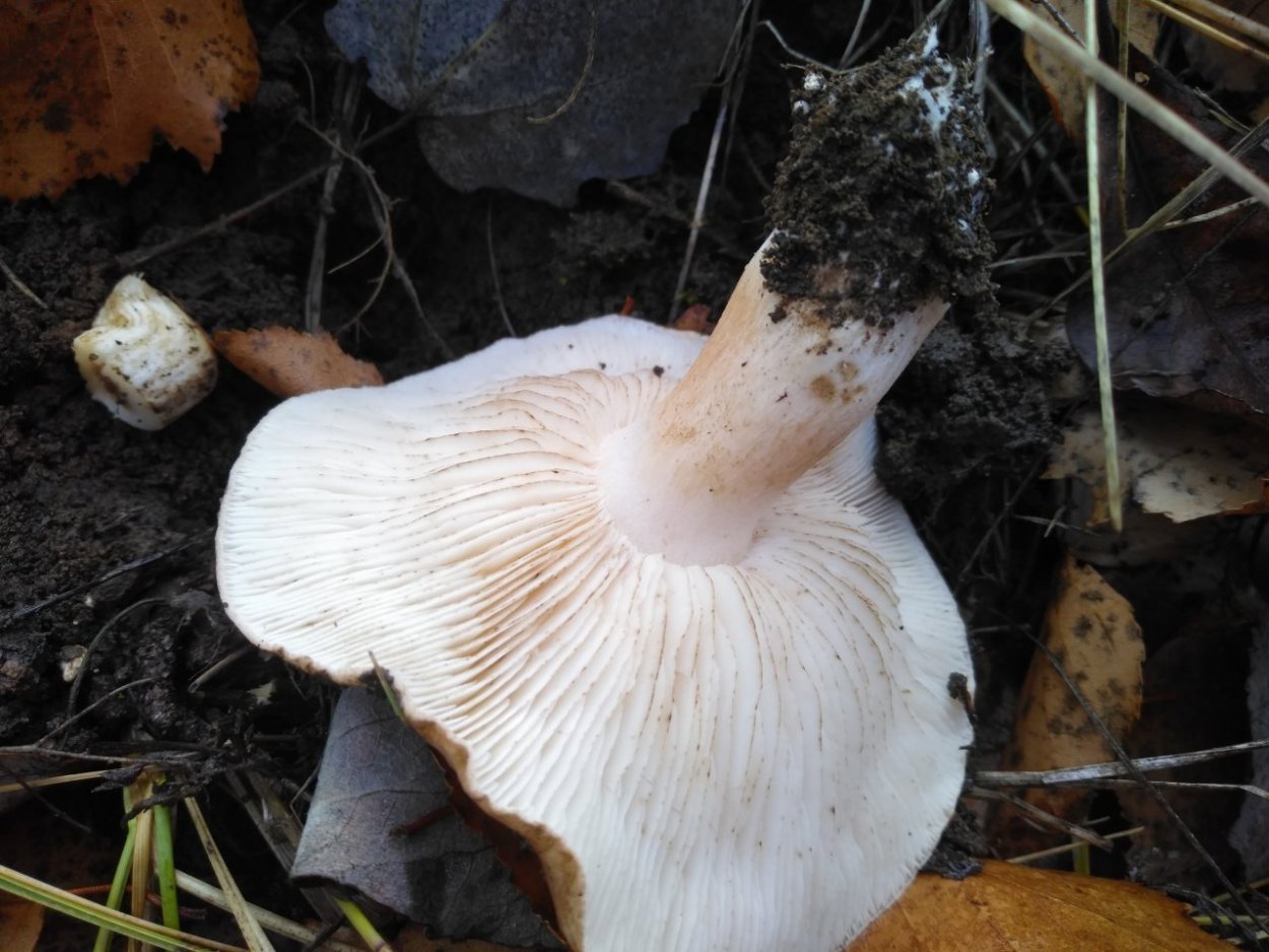 Рядовка надломленная Tricholoma batschii