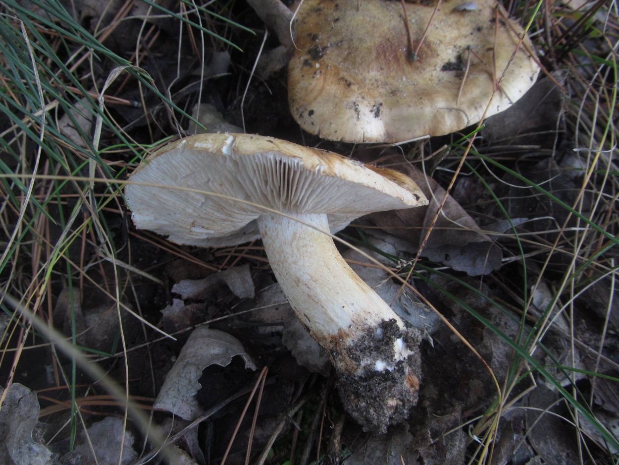 Рядовка Тополевая Tricholoma populinum описание