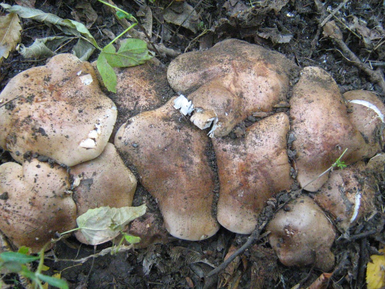 Рядовка погубленная Tricholoma pessundatum