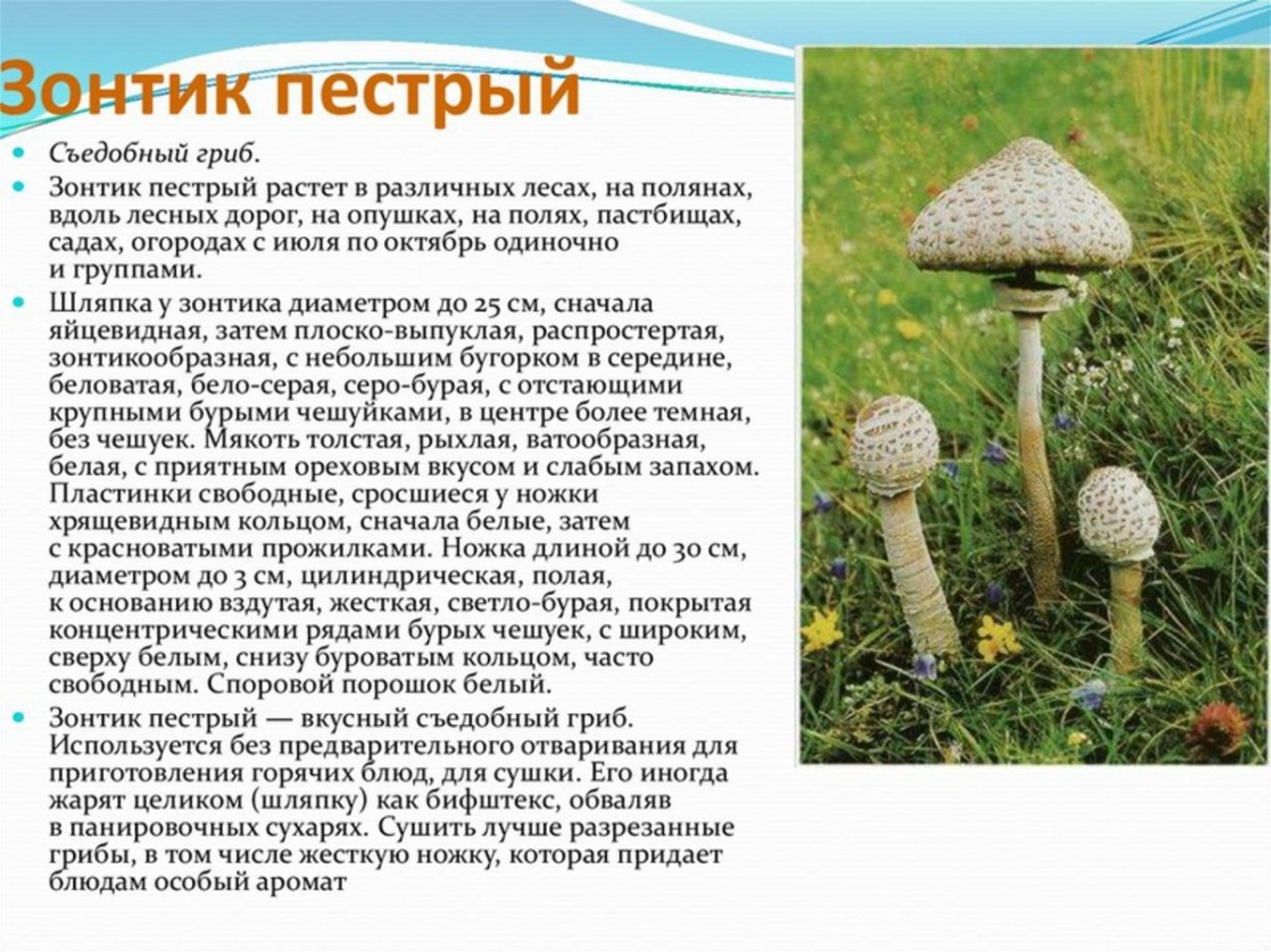 Гриб-зонтик съедобный и несъедобный