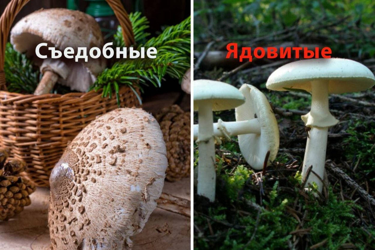 Гриб зонтик ядовитый двойник