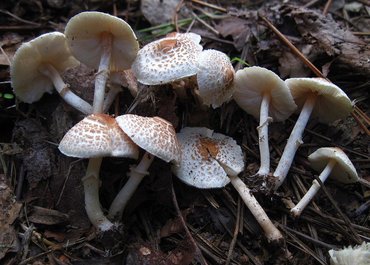 Гриб-зонтик краснеющий (Chlorophyllum rhacodes)