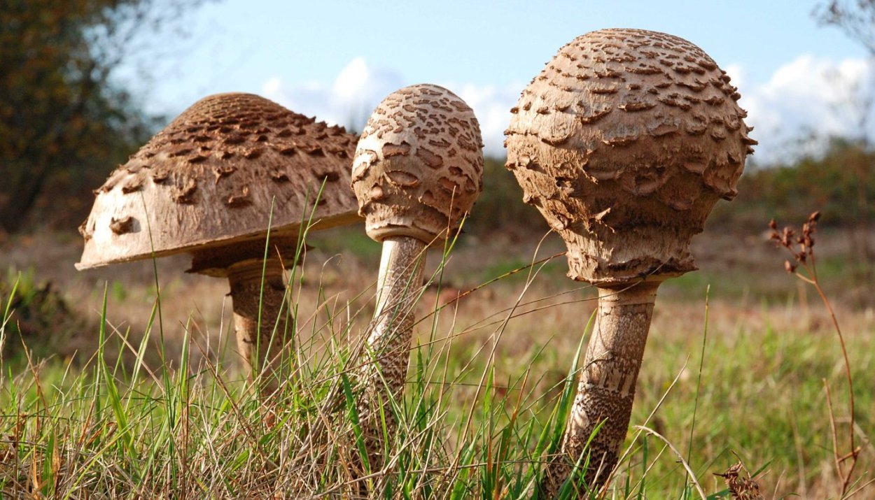 Зонтик пёстрый Macrolepiota procera