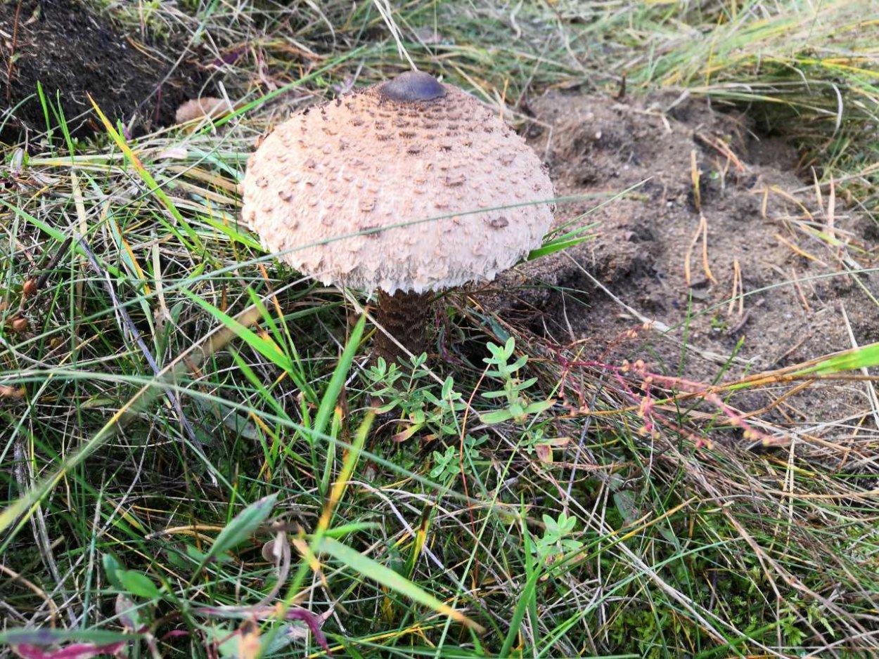 Гриб - зонтик пёстрый (Macrolepiota procera).
