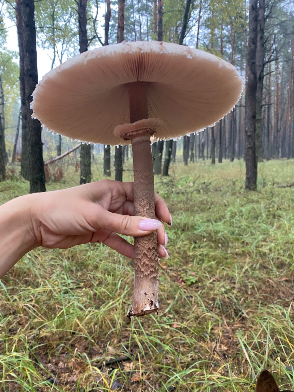 Зонтик пёстрый Macrolepiota procera
