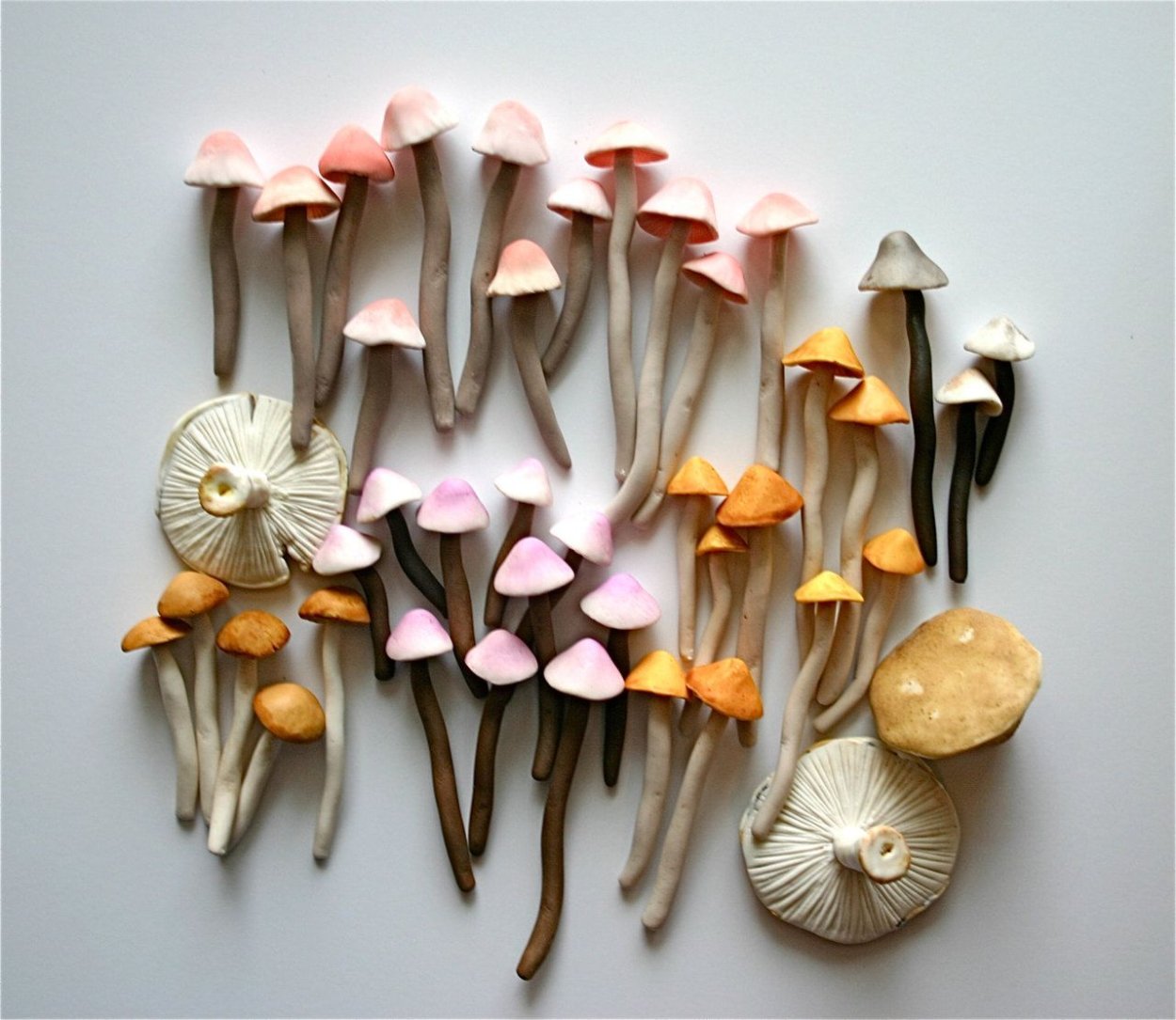 Psilocybe medullosa