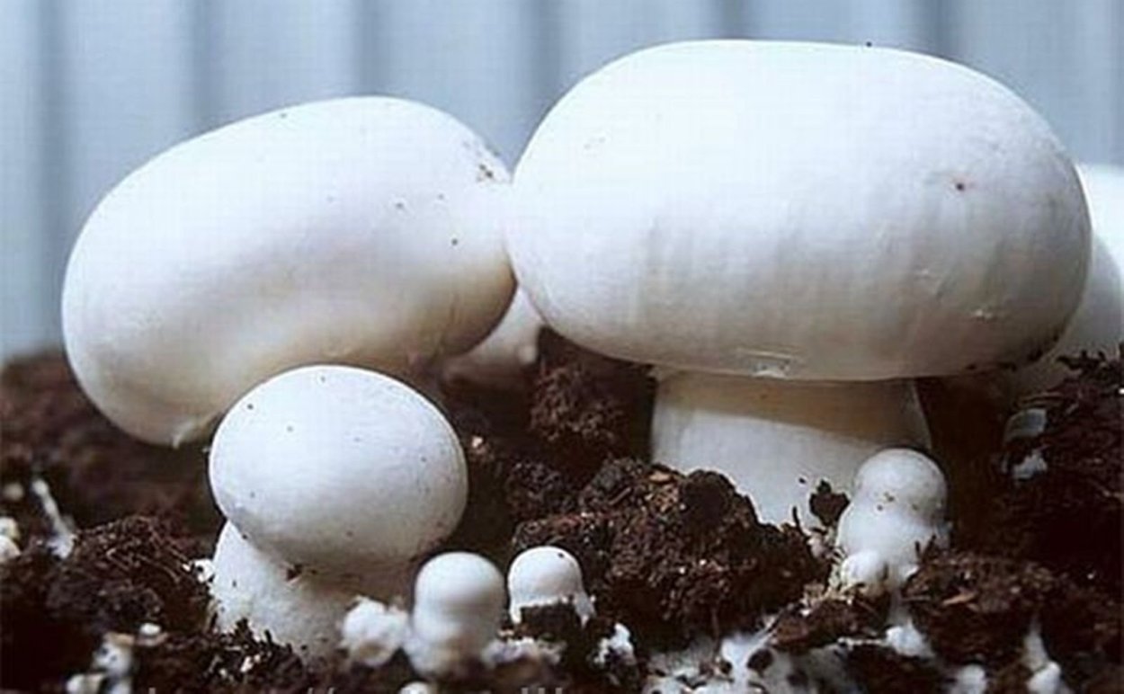 Agaricus bisporus споры