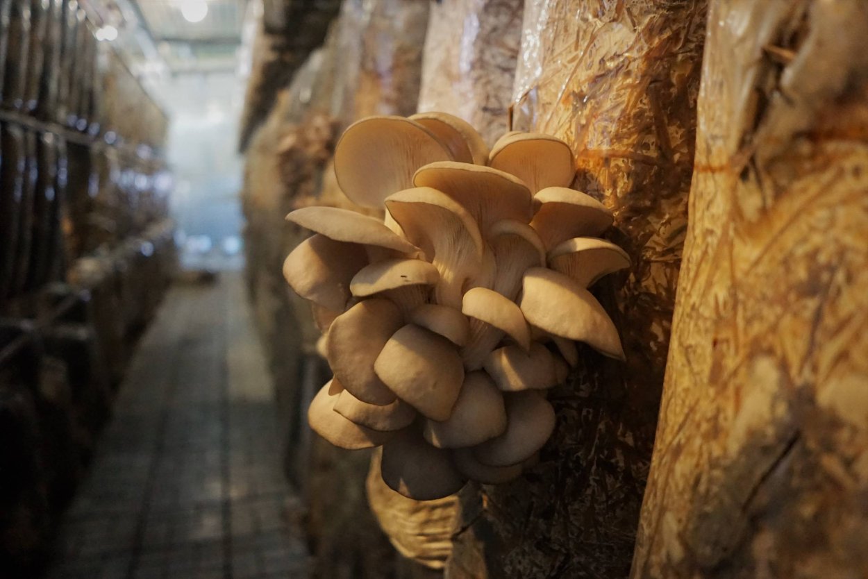 Fomitopsis pinicola
