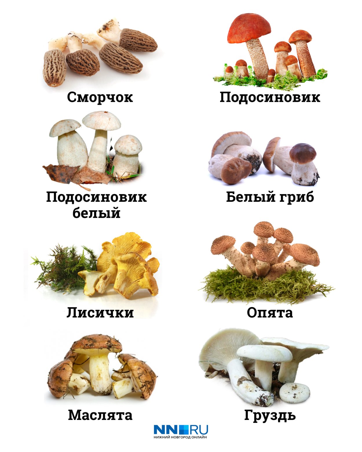 Грибы плесневые дрожжи Шляпочные