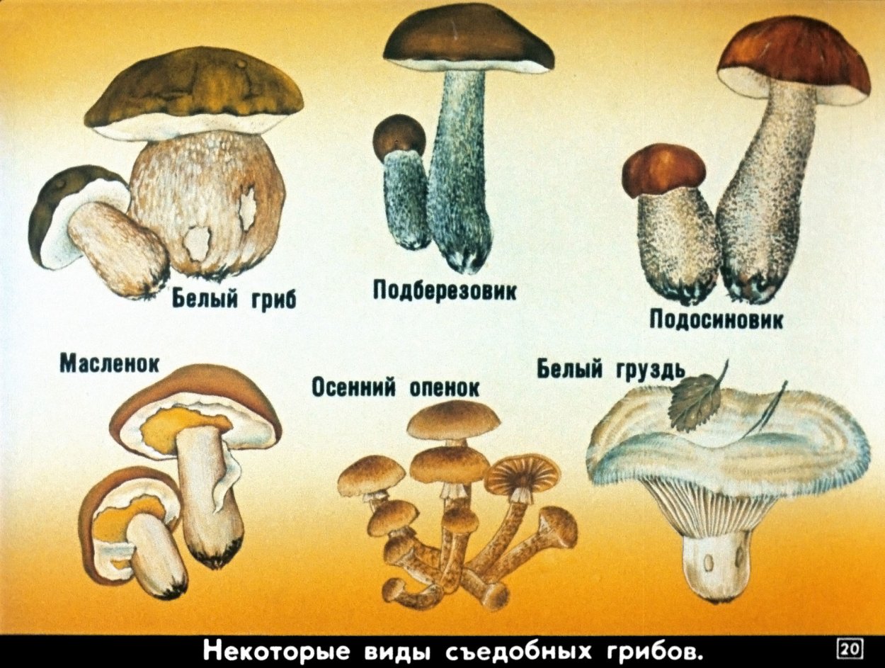 Картинки грибов с названиями