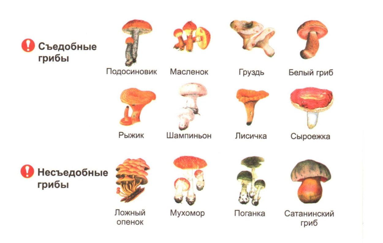 Рисунки грибов съедобных и несъедобных с названиями