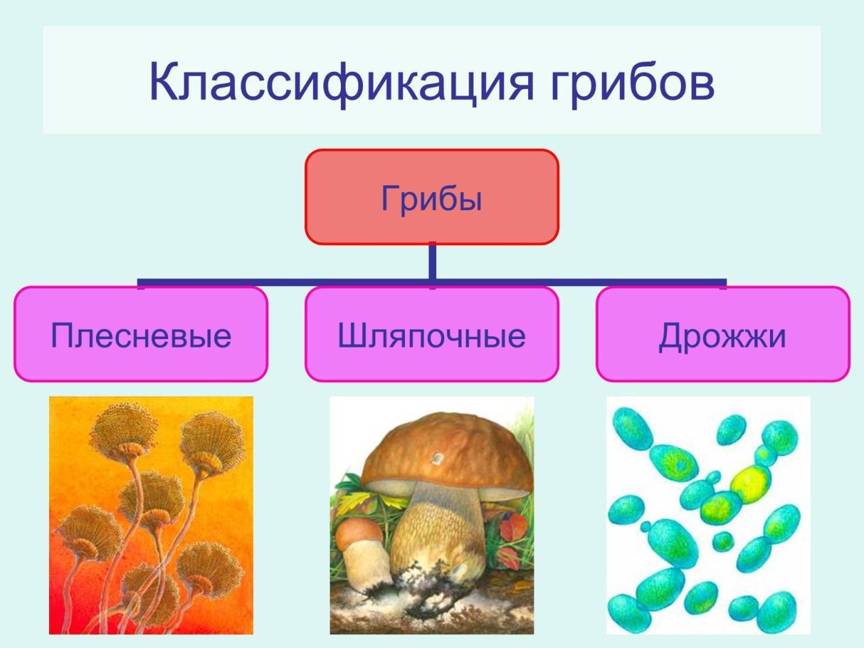 Название съедобных грибов и несъедобных грибов