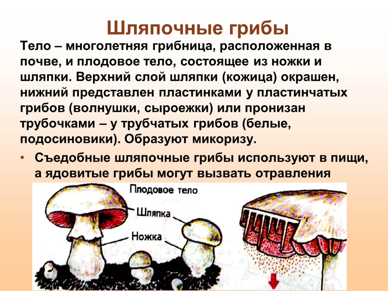 Классификация грибов Товароведение