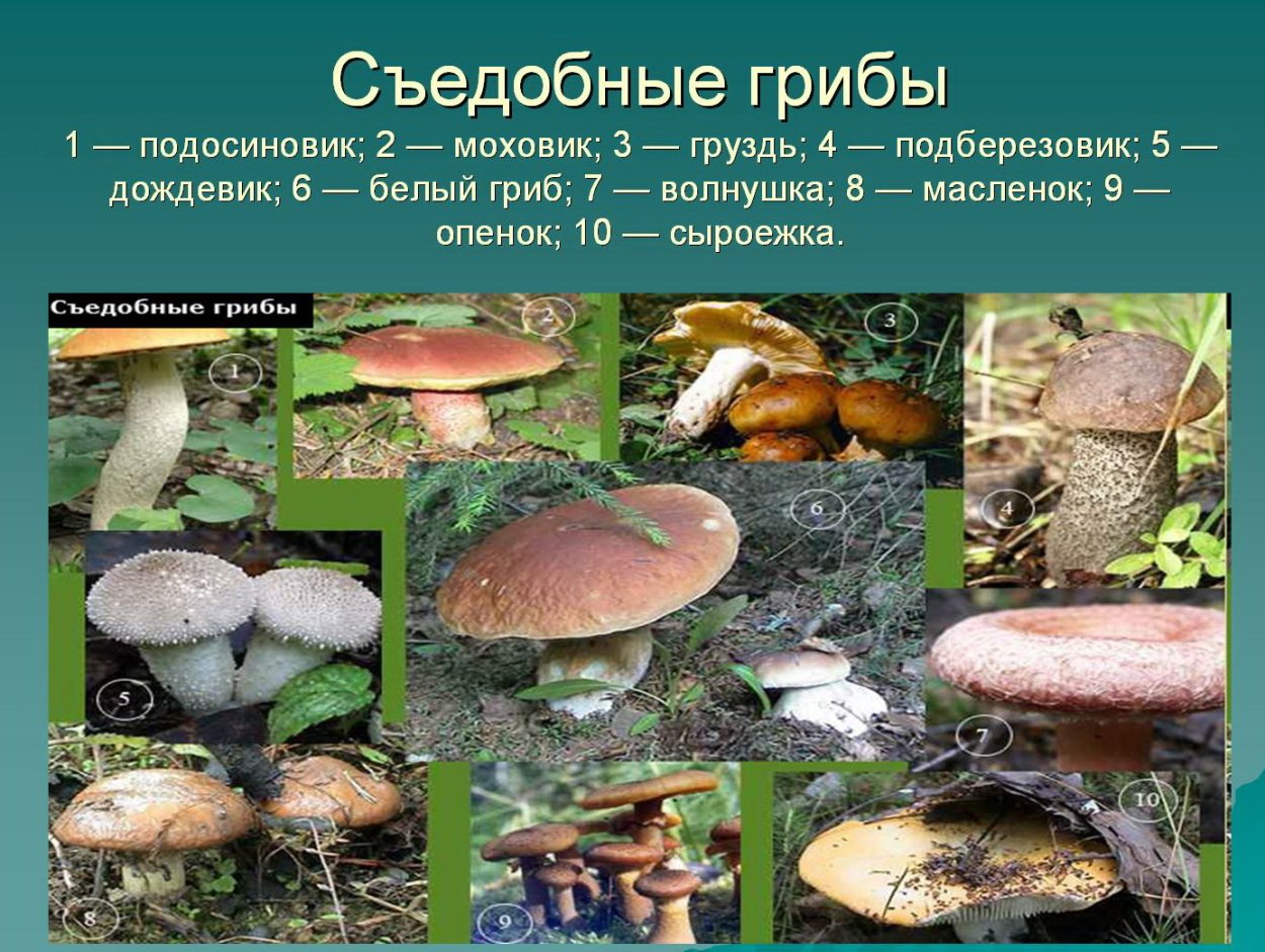 Грибы съедобные несъедобные и ядовитые