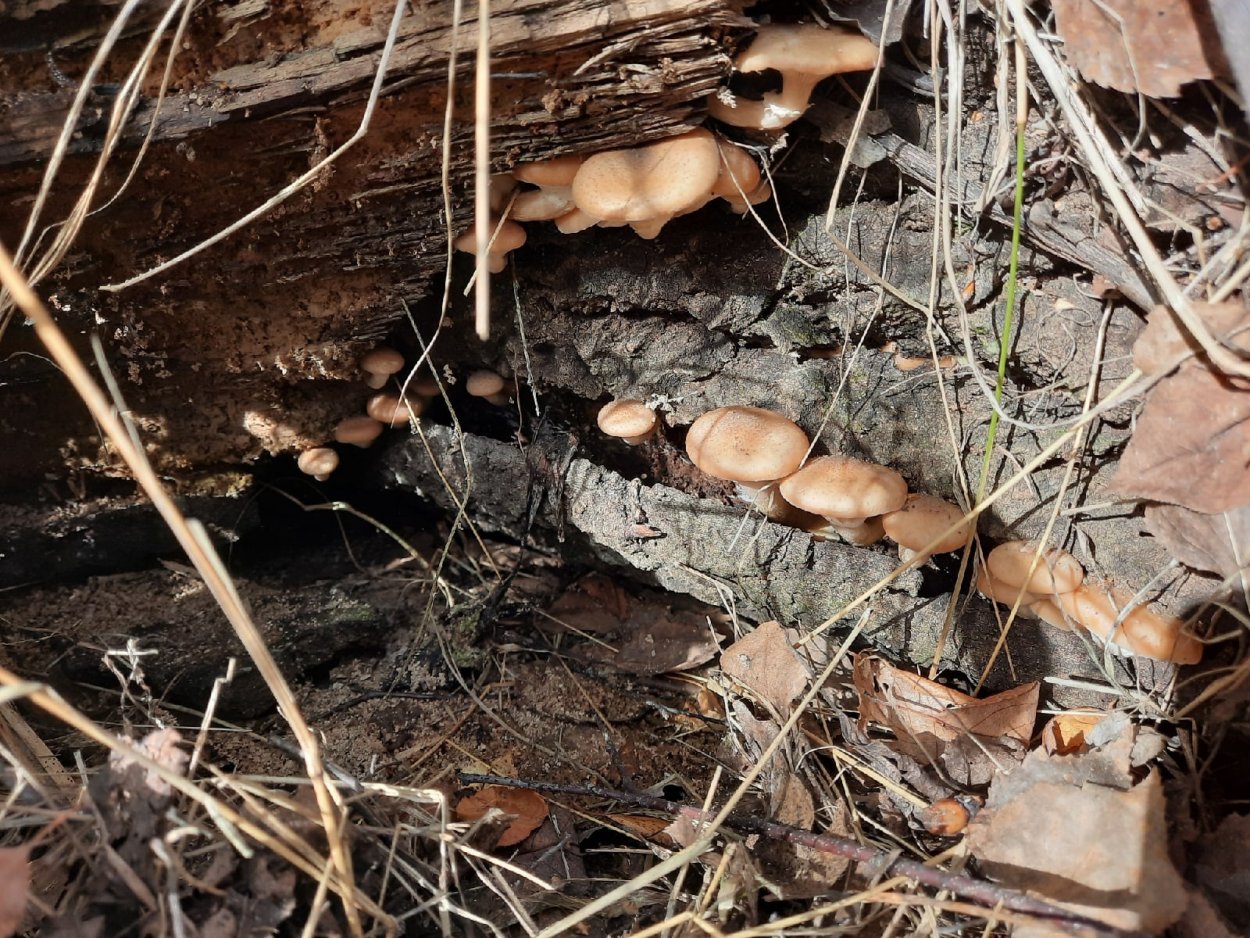 Грибы похожие на опята