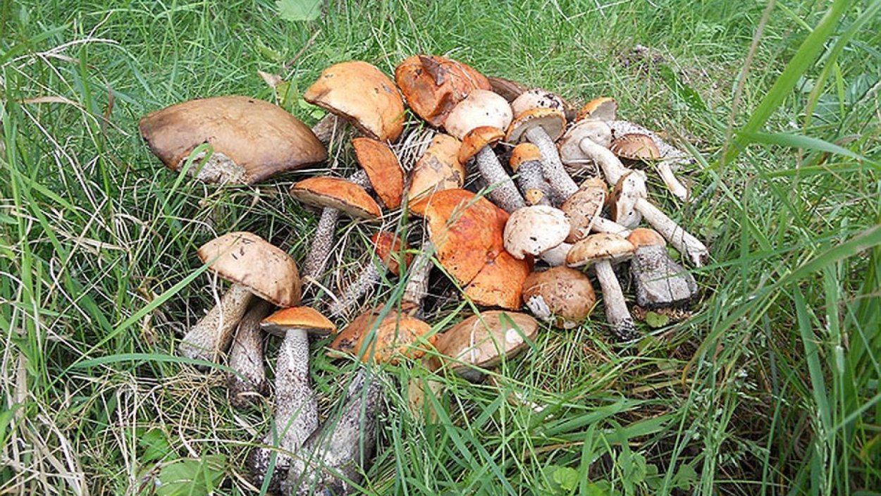 Грибы в Вологодской области 2021