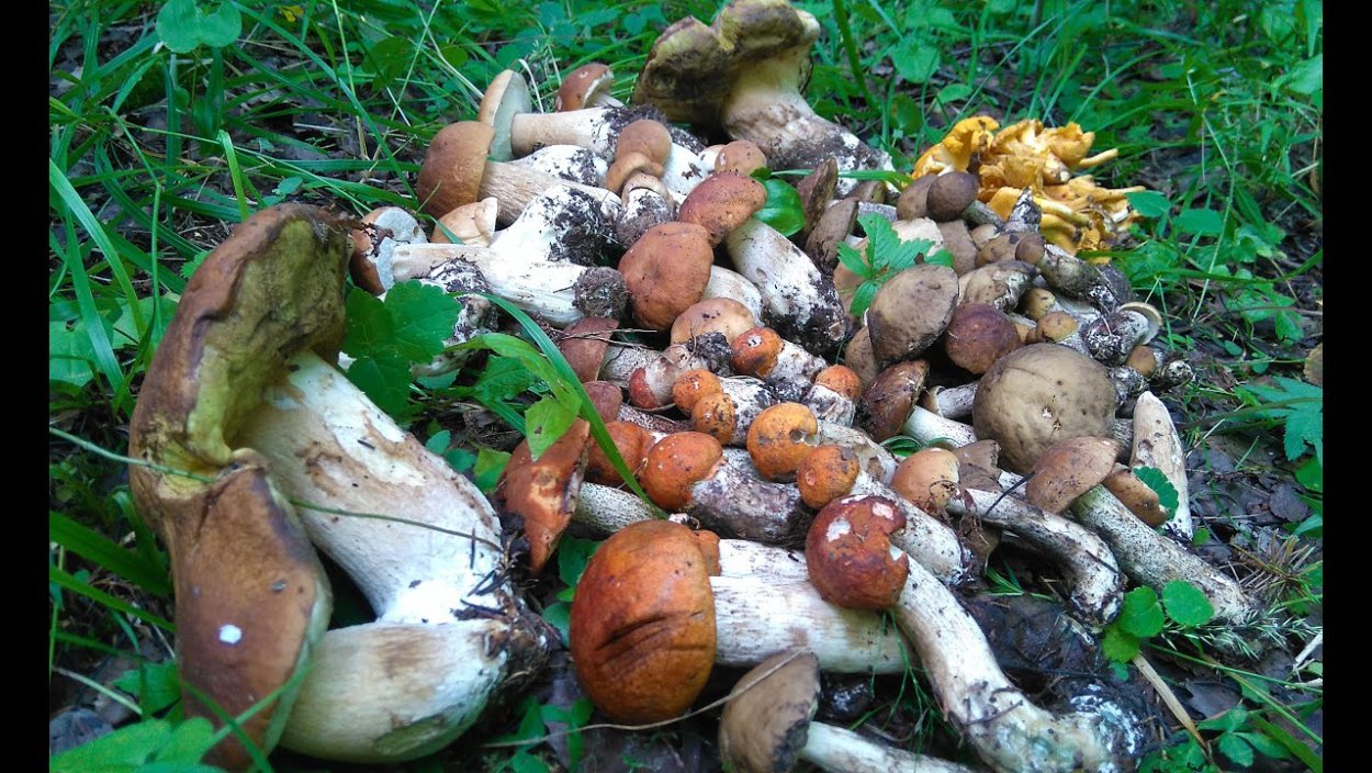 Грибы в лесах Подмосковья