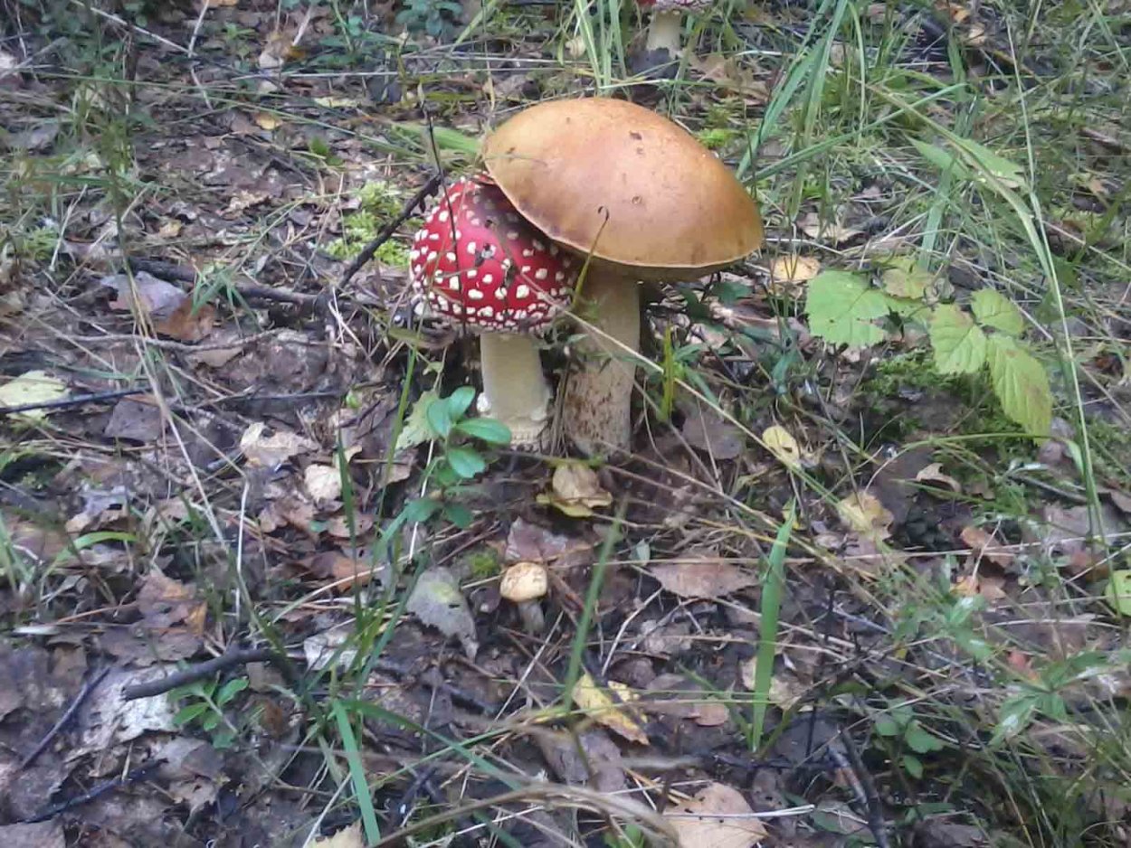 Мухомор и белый гриб