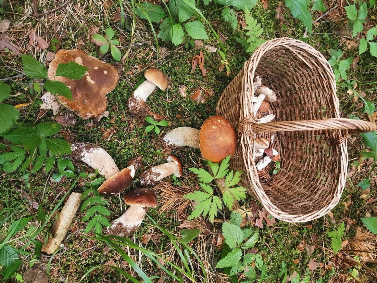 Грибные места