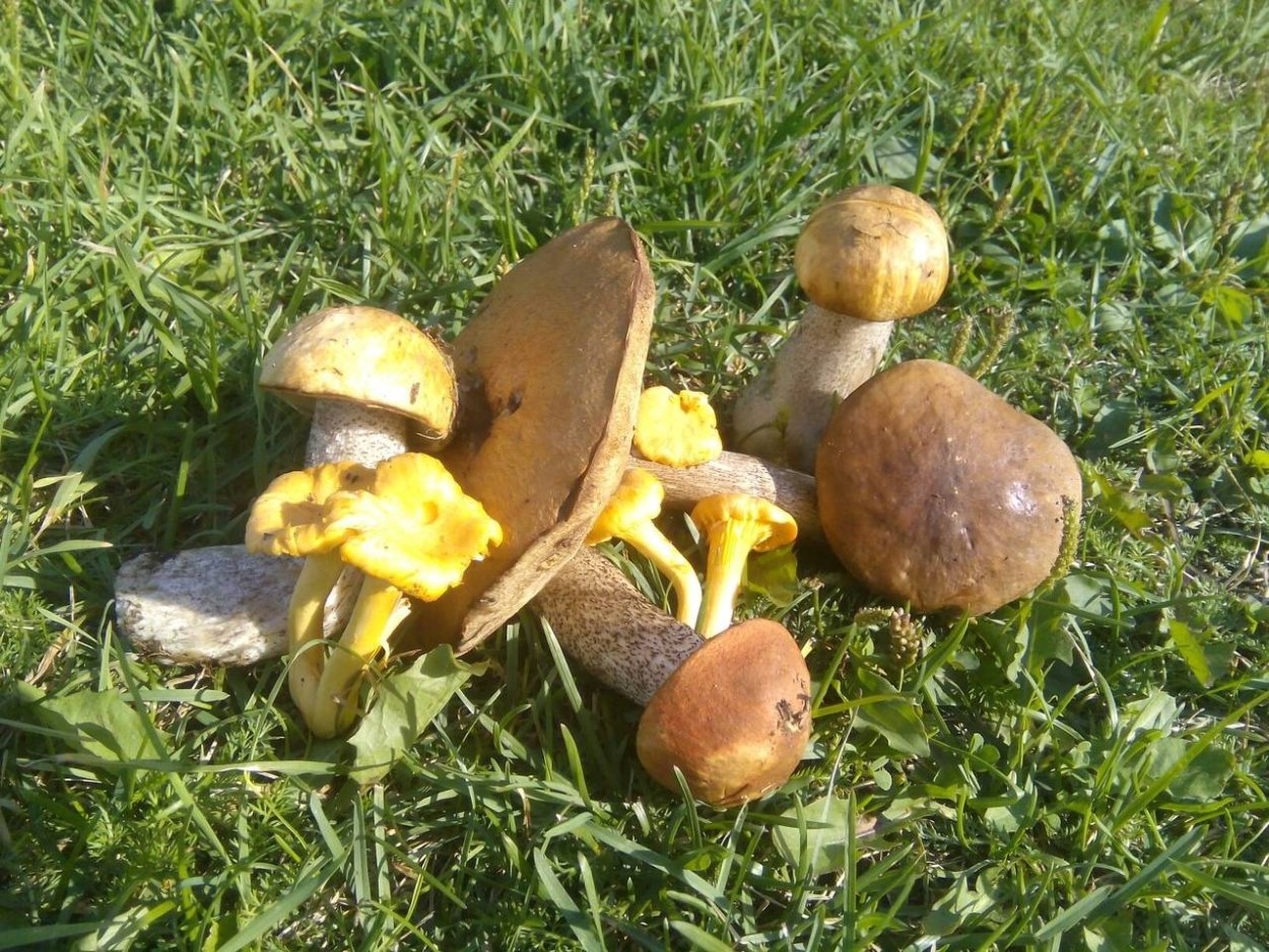 Съедобные грибы Мурманской области