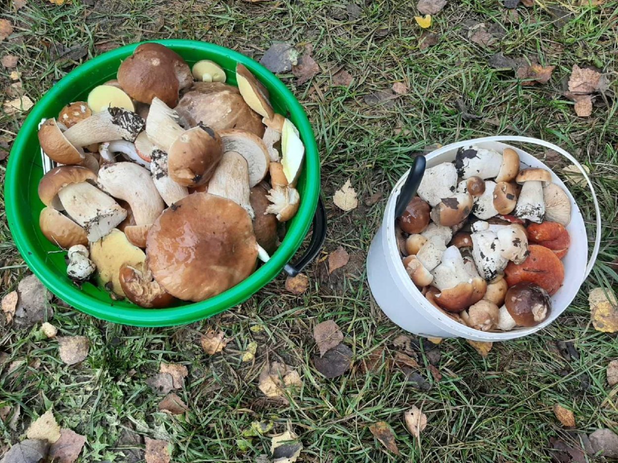 Какие грибы можно собирать